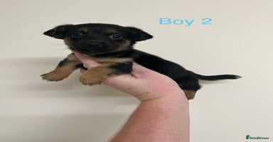 Jack Russell dogs - Advert 7