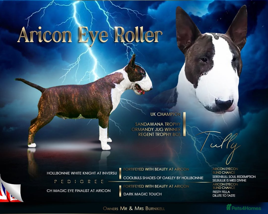 English Bull Terrier dogs for sale: Bull terrier puppies sired by uk champion  - Image 5