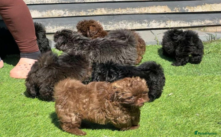 Shih Tzu dogs - Advert 3