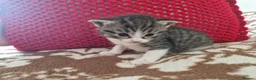Mixed Breed cats for sale: Kitten  in Bracknell - Advert 8