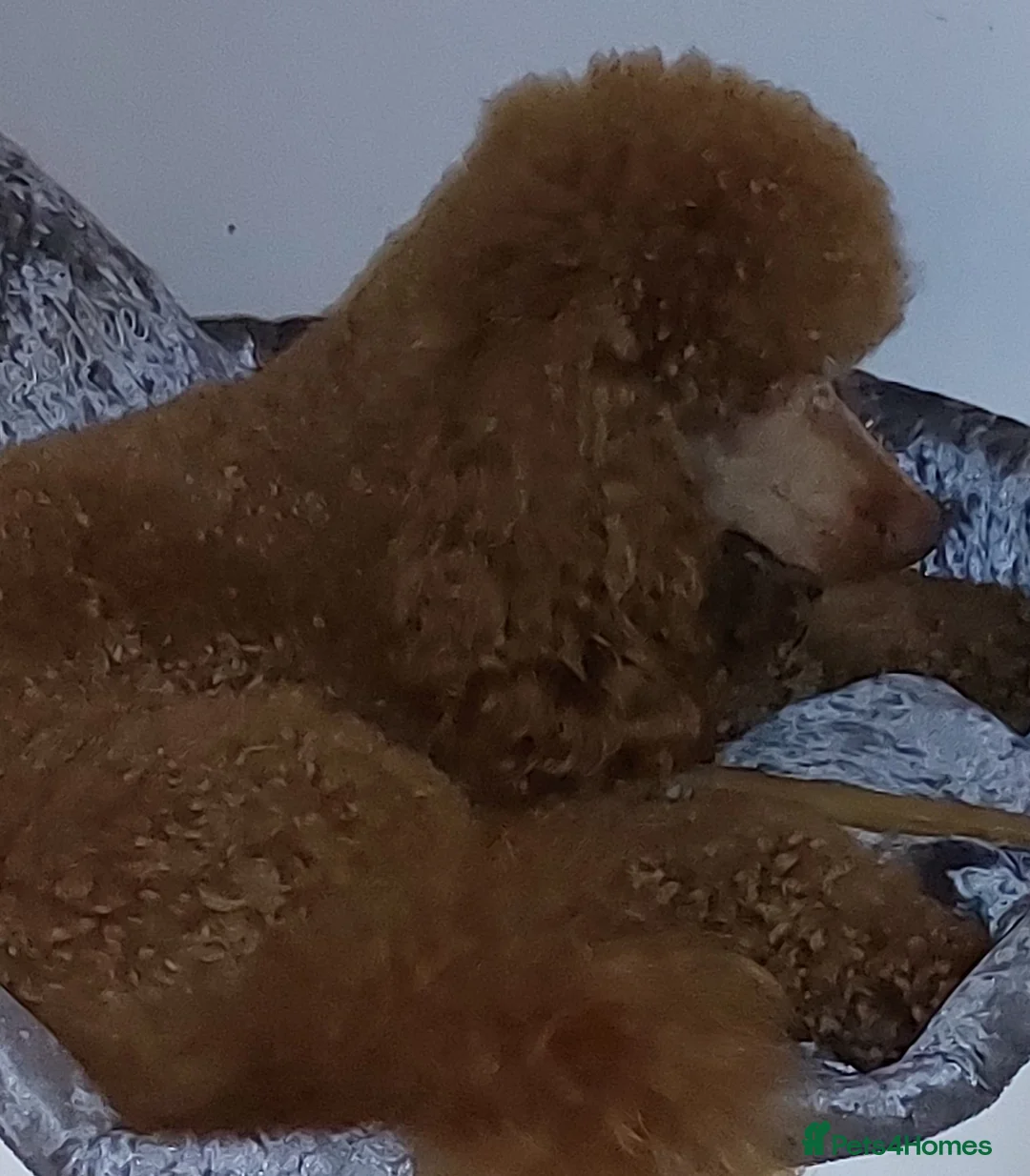 Miniature Poodle dogs for stud: Red Miniature Poodle for STUD - Advert 5