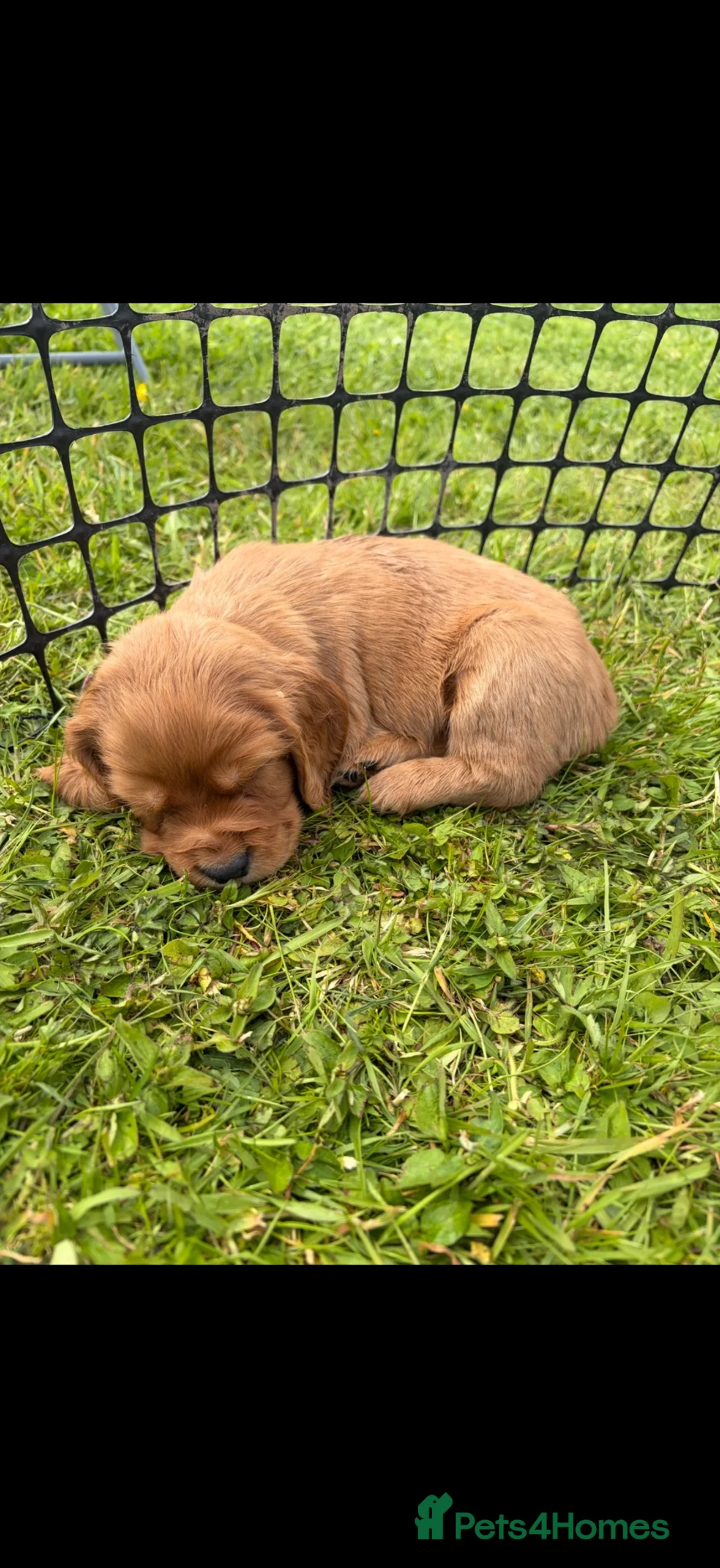 Cocker Spaniel dogs for sale: Working Cocker Spaniel Puppies - Advert 1