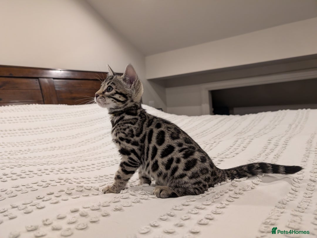 Bengal cats for sale: 🖤🤎 Gorgeous Bengal Kittens 🤎🖤 - Advert 18