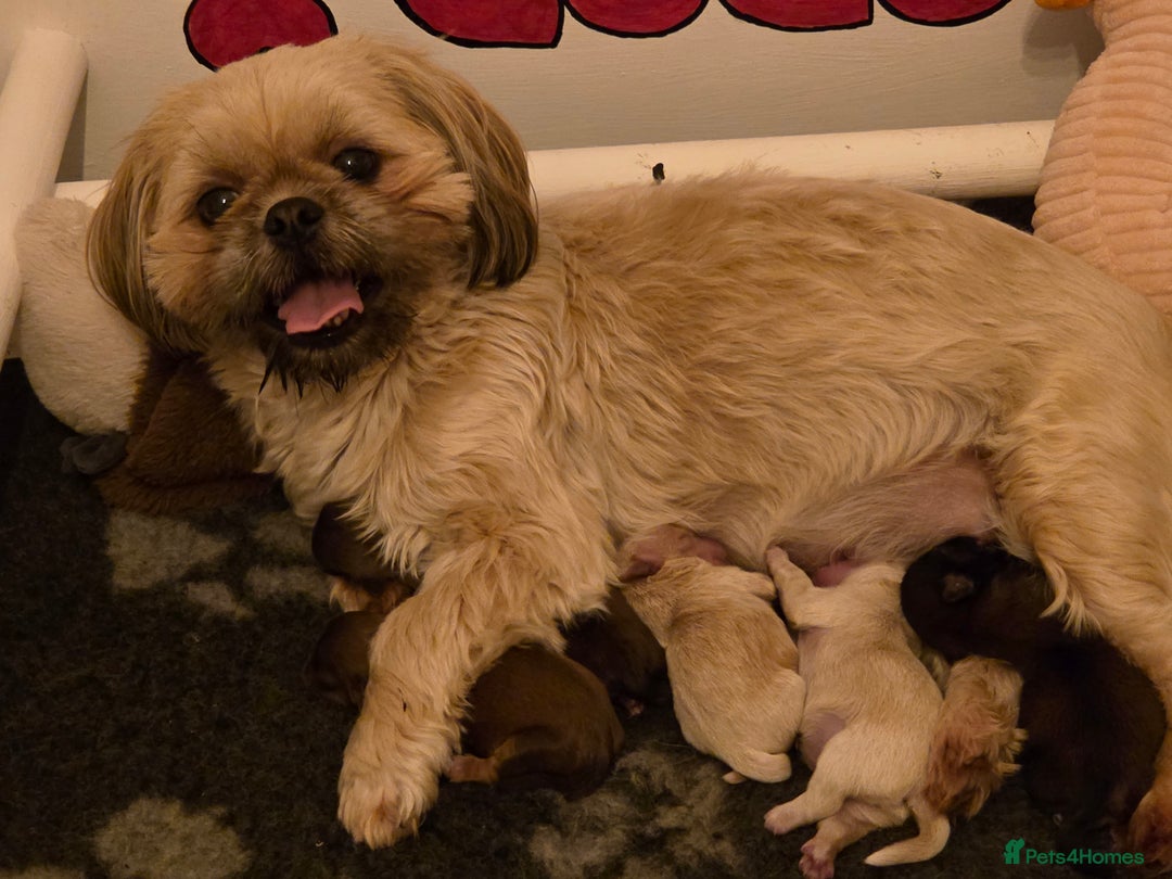 Shih Tzu dogs for sale: Stunning kc imperial shih tzus - Image 12