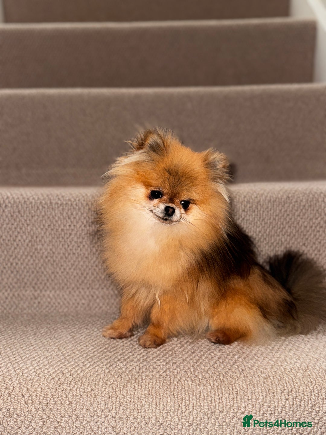 Pomeranian dogs for sale: Fully Grown Adult Pomeranian  - Advert 2