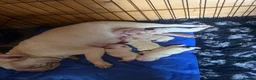 French Bulldog dogs for sale: French bulldog puppies- Ready to leave  in York - Advert 9