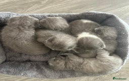 British Shorthair cats for sale: 🧸✨6 Chunky British Shorthair Kittens For Sale✨🧸 - Advert 1