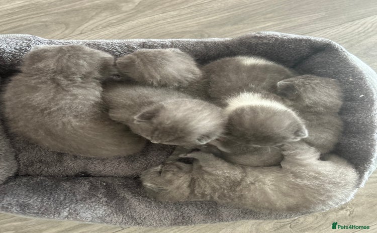 British Shorthair cats 🧸✨6 Chunky British Shorthair Kittens For Sale✨🧸 - Advert 1
