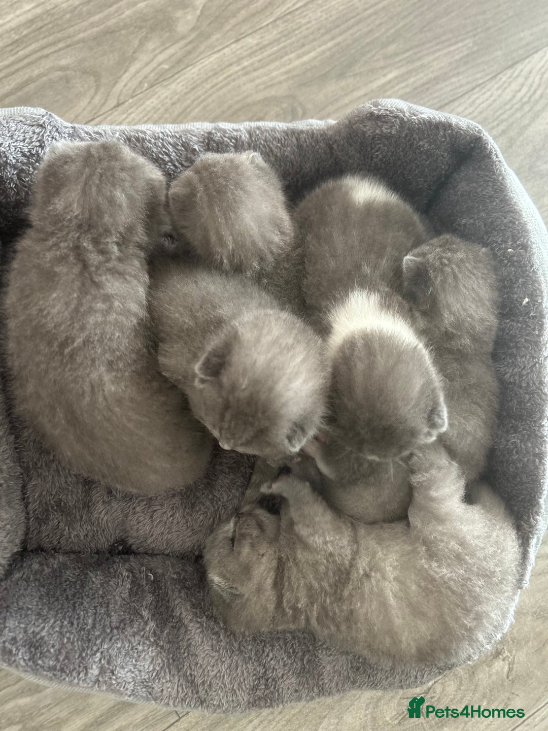 British Shorthair cats for sale: 🧸✨6 Chunky British Shorthair Kittens For Sale✨🧸 - Advert 1