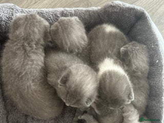 British Shorthair cats for sale: 🧸✨6 Chunky British Shorthair Kittens For Sale✨🧸 - Advert 1