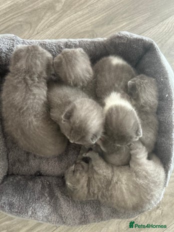 British Shorthair cats 🧸✨6 Chunky British Shorthair Kittens For Sale✨🧸 - Advert 1