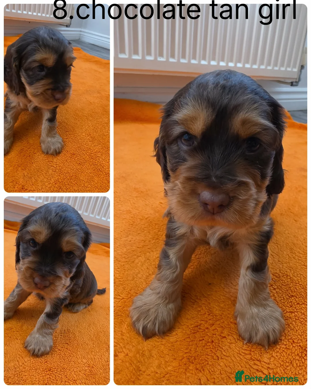 Cocker Spaniel dogs for sale: Beautiful cocker spaniel puppys - Advert 11