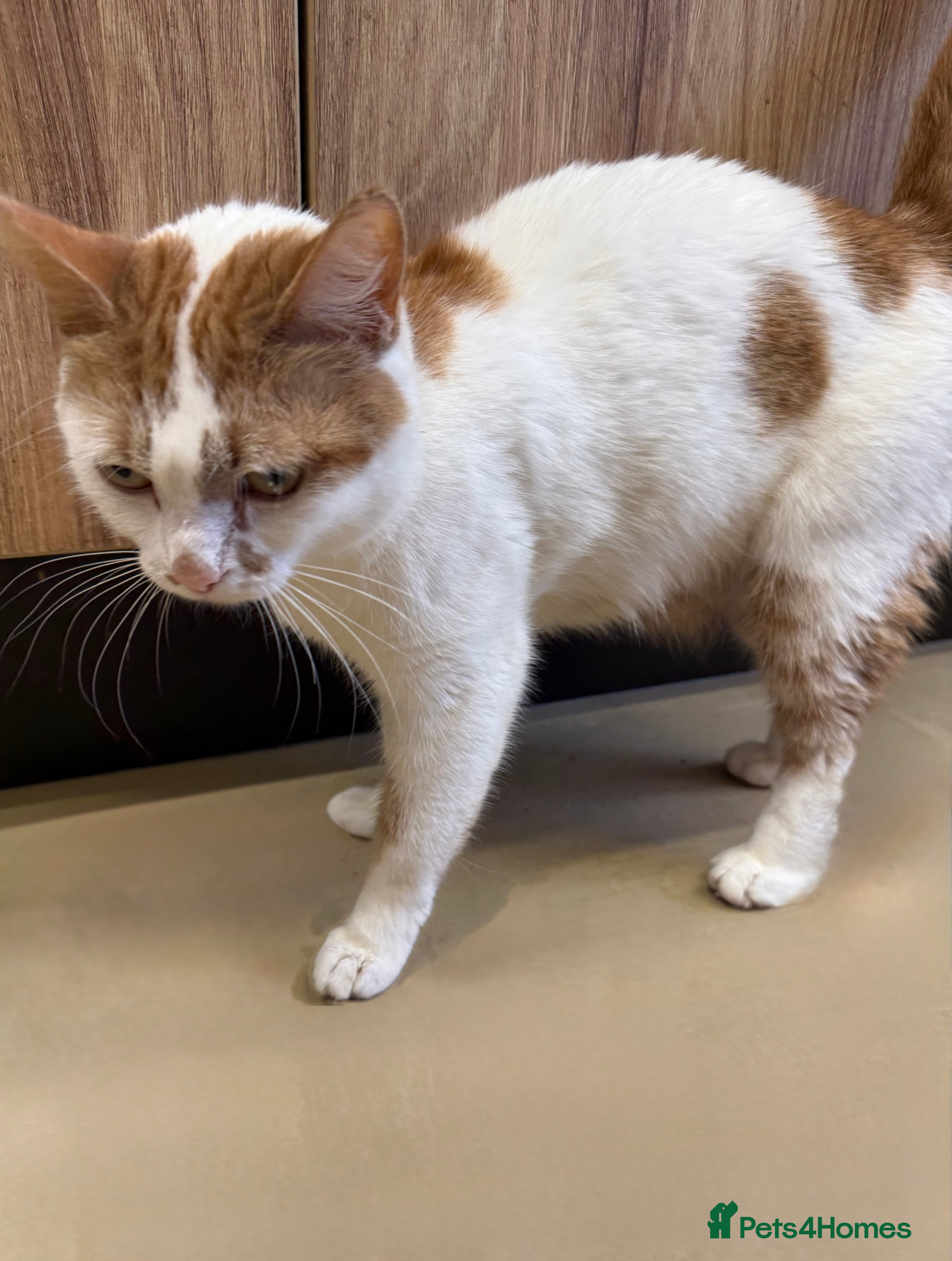 Mixed Breed cats Kittens - Advert 1