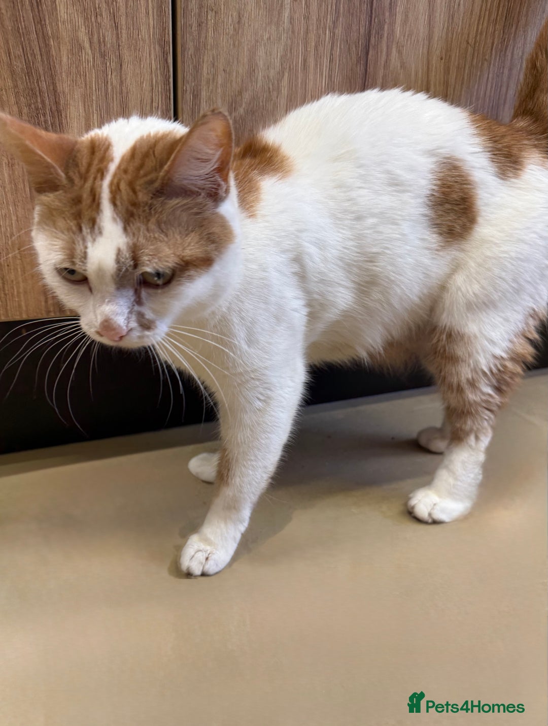 Mixed Breed cats for sale: Kittens - Advert 1