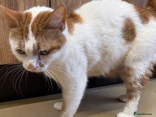 Mixed Breed cats Kittens - Advert 1