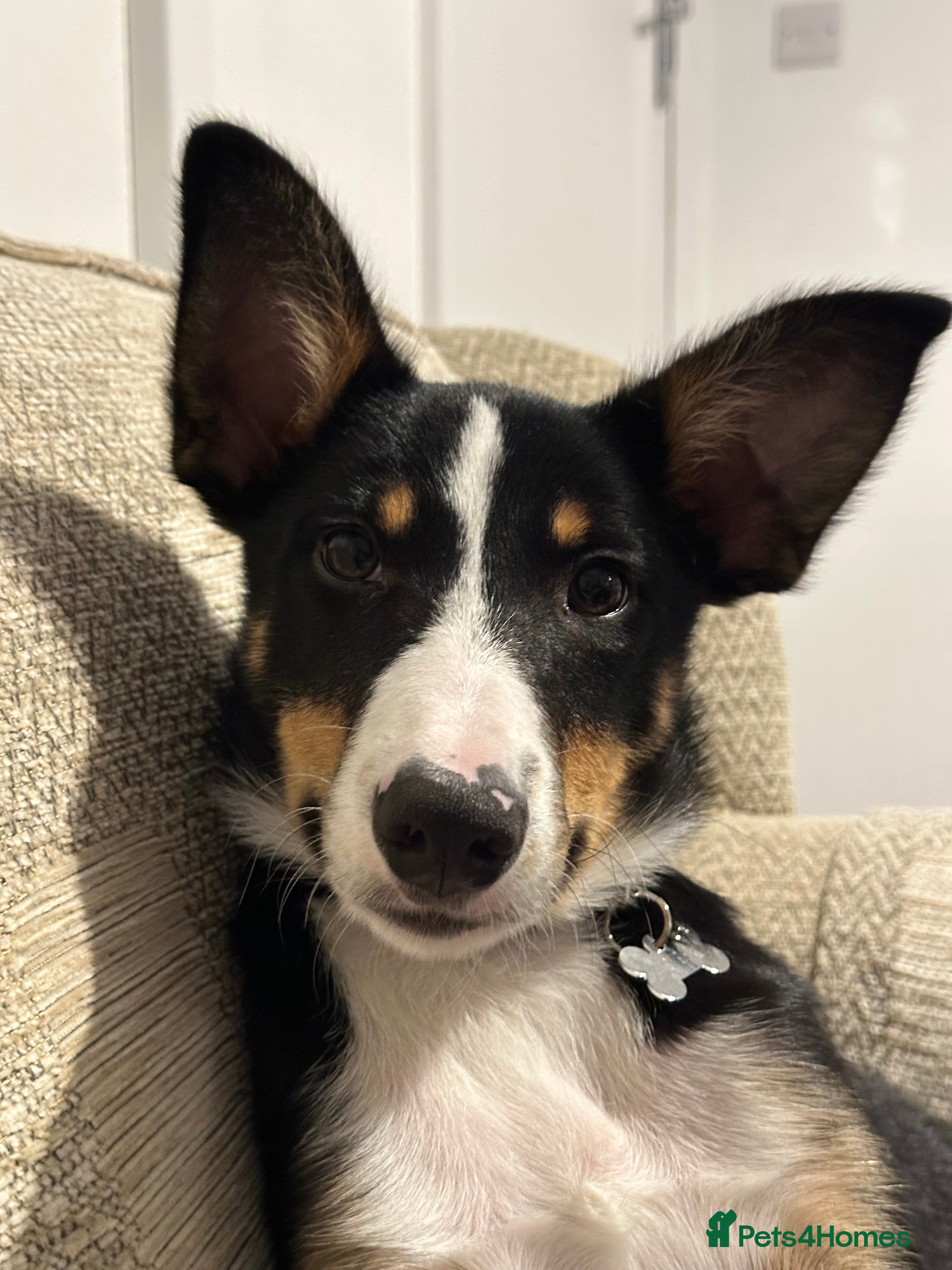 Border Collie dogs Tri Colour Smooth Fur Collie (MALE) For Sale - Advert 5