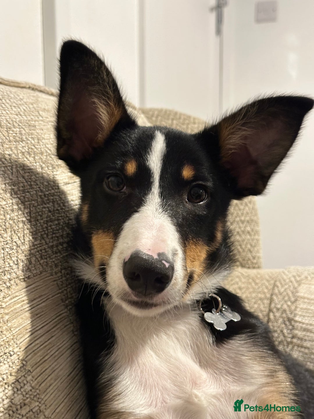 Border Collie dogs for sale: Tri Colour Smooth Fur Collie (MALE) For Sale - Advert 1