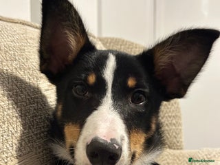 Border Collie dogs Tri Colour Smooth Fur Collie (MALE) For Sale - Advert 3