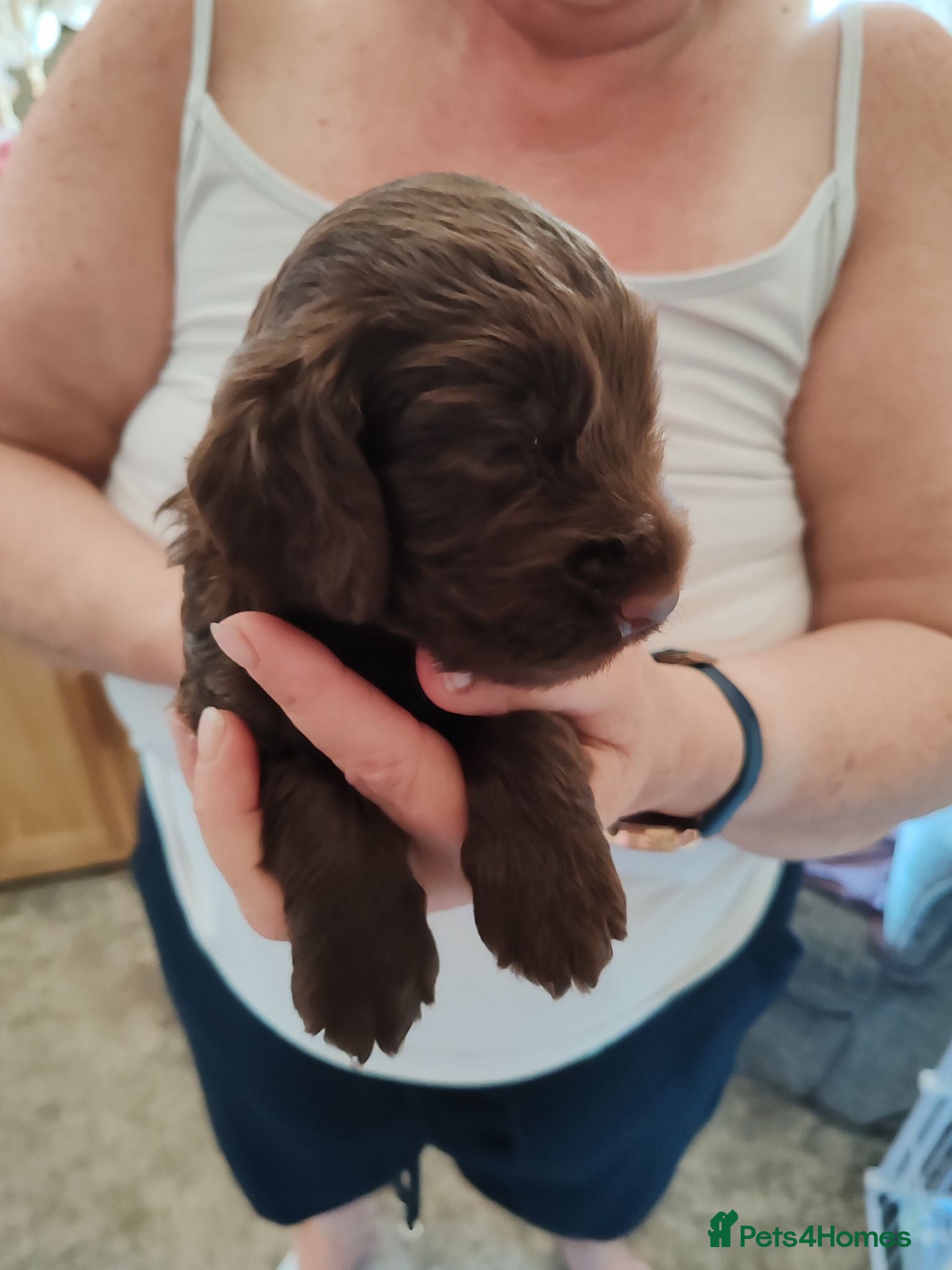 Cockapoo dogs Milly pups - Advert 1