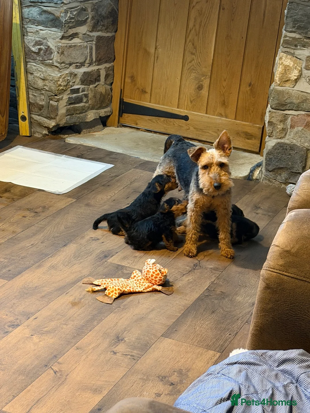 Welsh Terrier dogs for sale: Beautiful KC Registered Welsh Terrier Puppies  - Advert 2