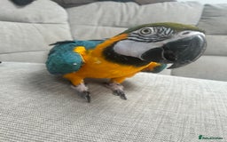 Macaws birds for sale: 6yr old Blue/Gold Wing Macaw  - Image 2