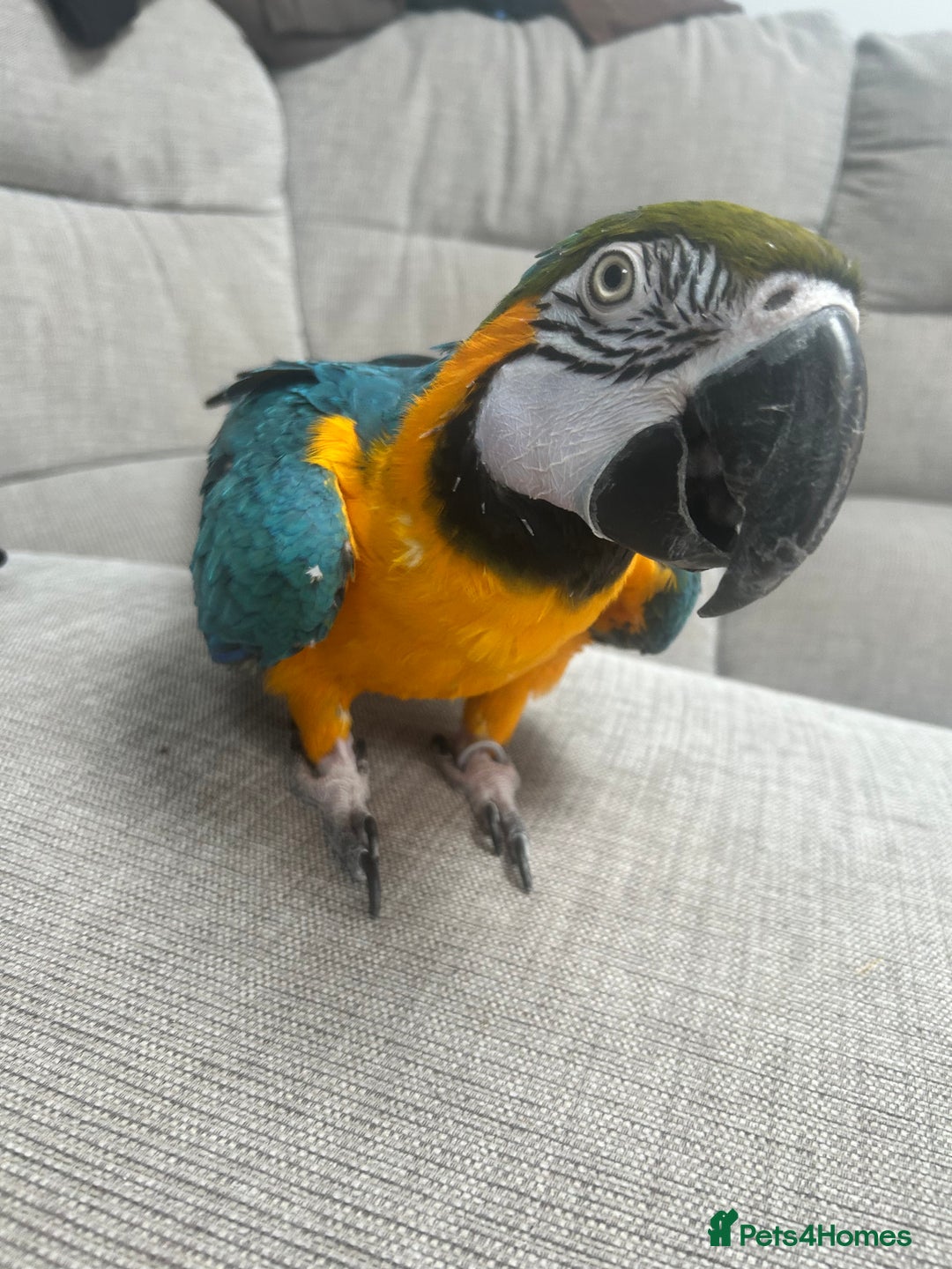 Macaws birds for sale: 6yr old Blue/Gold Wing Macaw  - Image 2