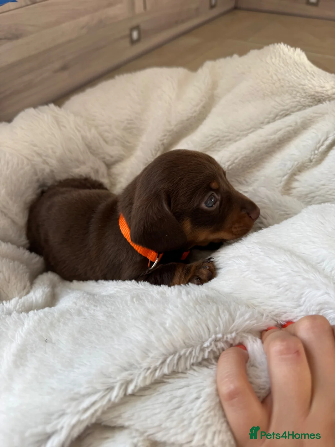 Miniature Dachshund dogs for sale: Chocolate and tan miniature dachshund puppies in Bristol - Advert 2