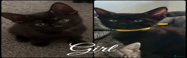 Mixed Breed Kitten 4