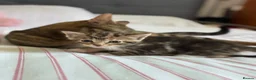Mixed Breed cats for sale: 4 Beautiful Female Kittens Ready in August - Advert 13
