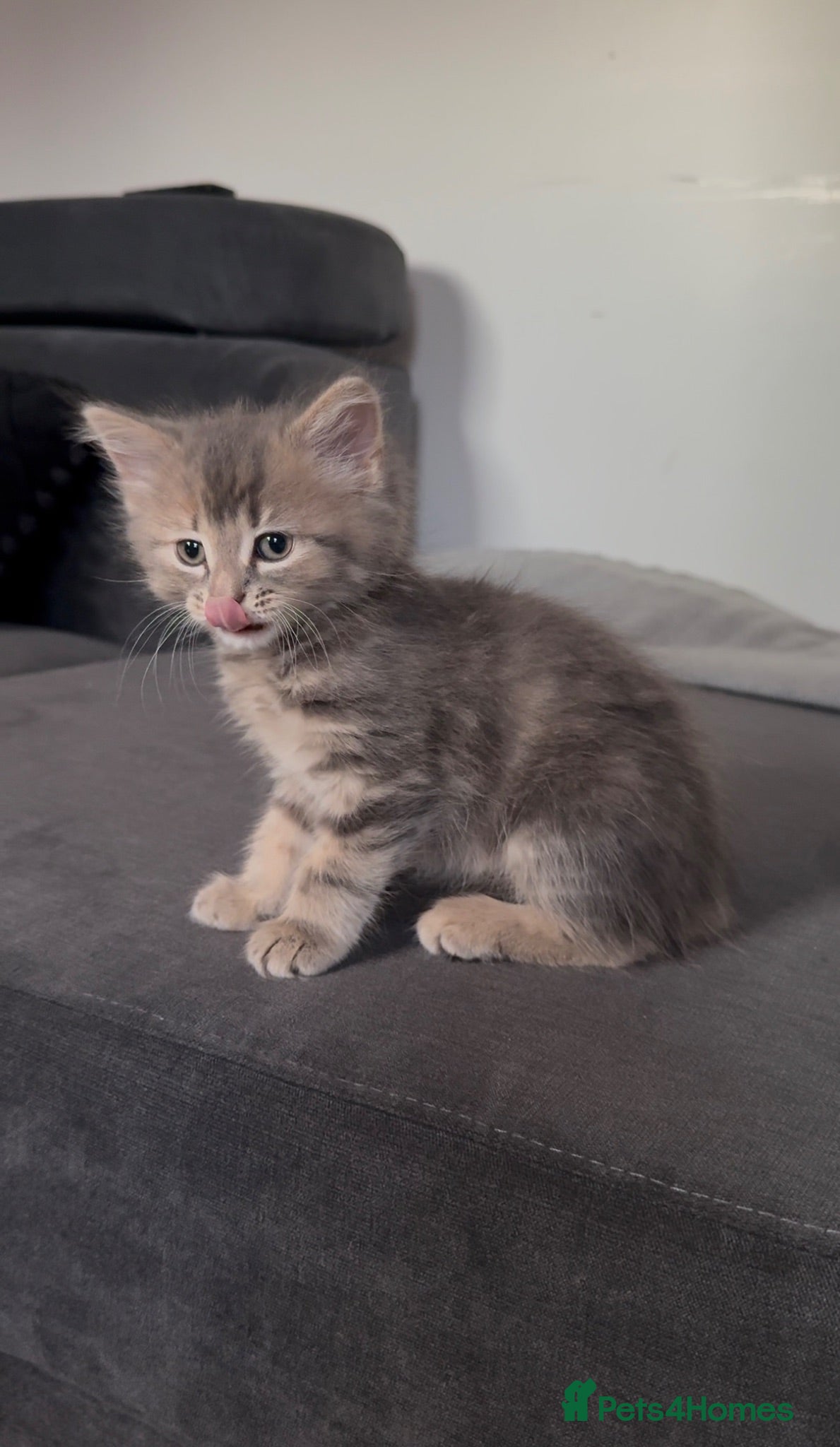 Persian cats Norwegian forest fluffy kittens  - Advert 5