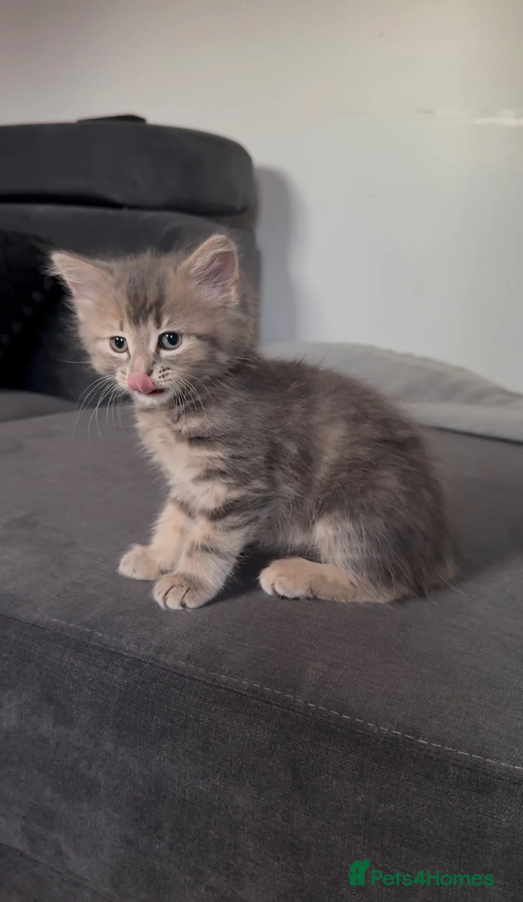 Persian cats for sale: Norwegian forest fluffy kittens  - Advert 1