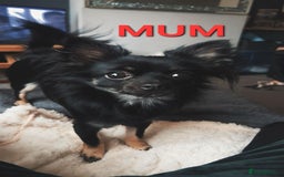 Chihuahua dogs for sale: Beautiful small.long haired chihuahua boys - Image 11