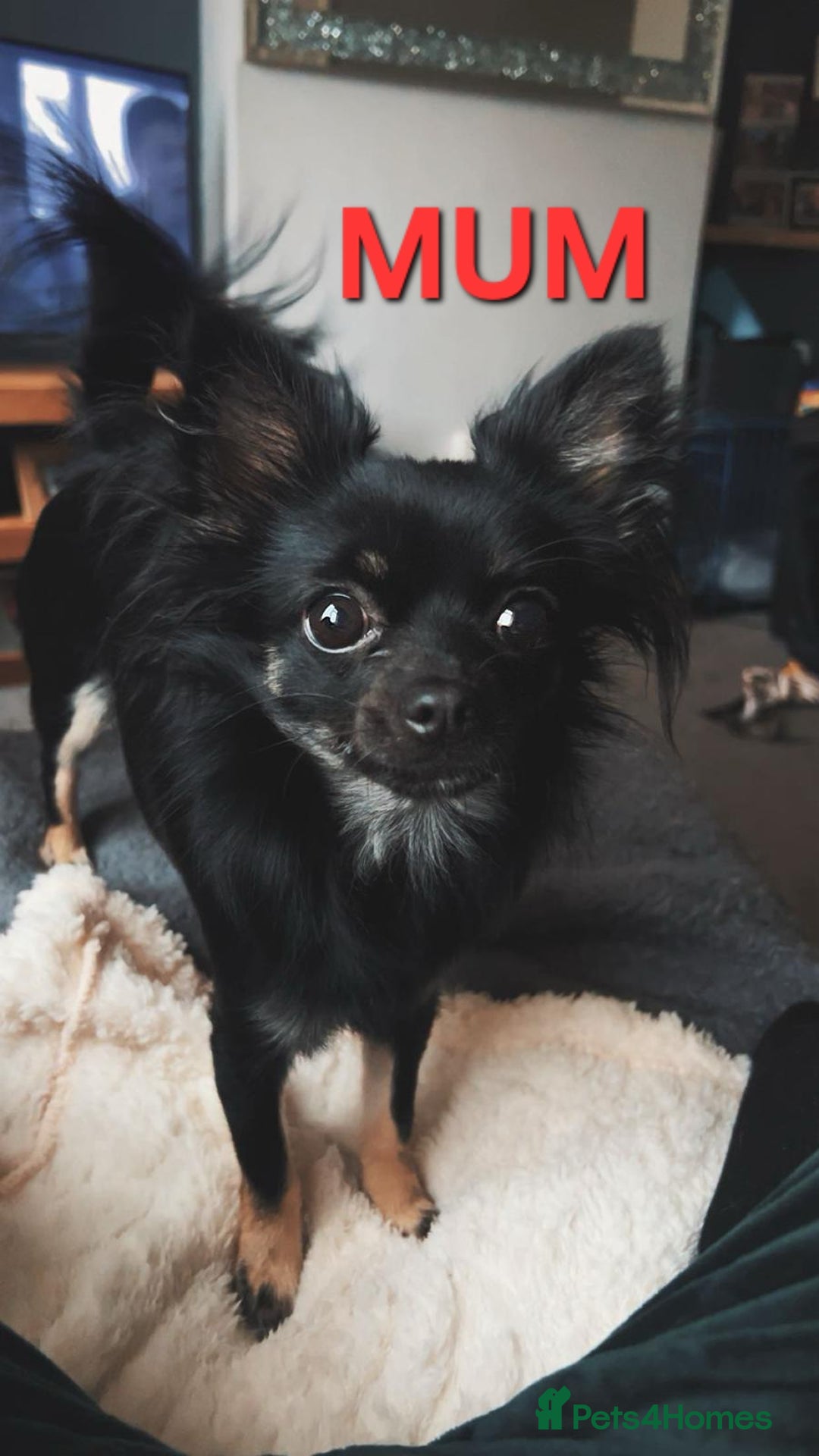 Chihuahua dogs for sale: Beautiful small.long haired chihuahua boys - Image 11