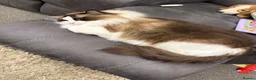 Ragdoll cats for sale: Beautiful GCCF Male Ragdoll 2 years old in Middlesbrough - Advert 7