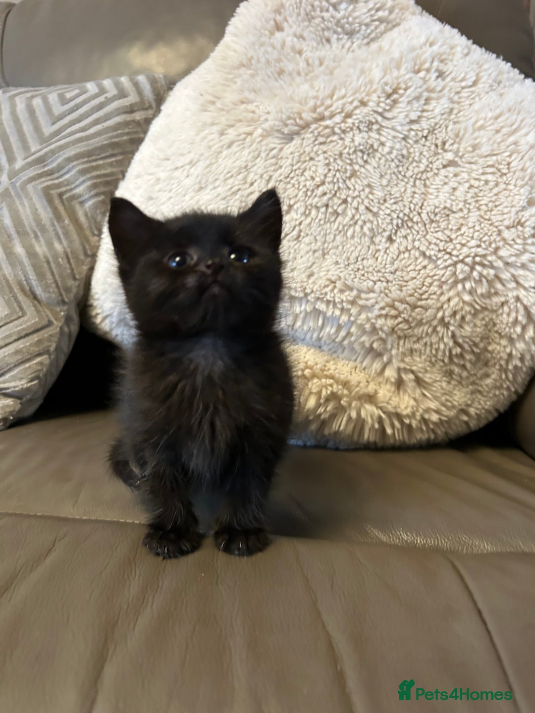 Mixed Breed cats for sale: 4 beautiful female kittens  - Advert 8