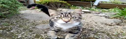Mixed Breed cats for sale: Keetah – Energetic, Loving 1.5yr Small Female - Advert 2