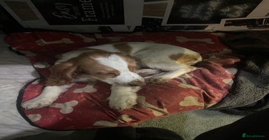 Sprocker dogs Female Cocker x Springer Puppy For Sale (SSTC) - Advert 5