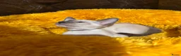 Siamese cats for sale: 6 stunning Siamese kittens available  - Advert 19