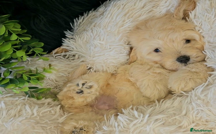 Maltipoo dogs - Advert 4