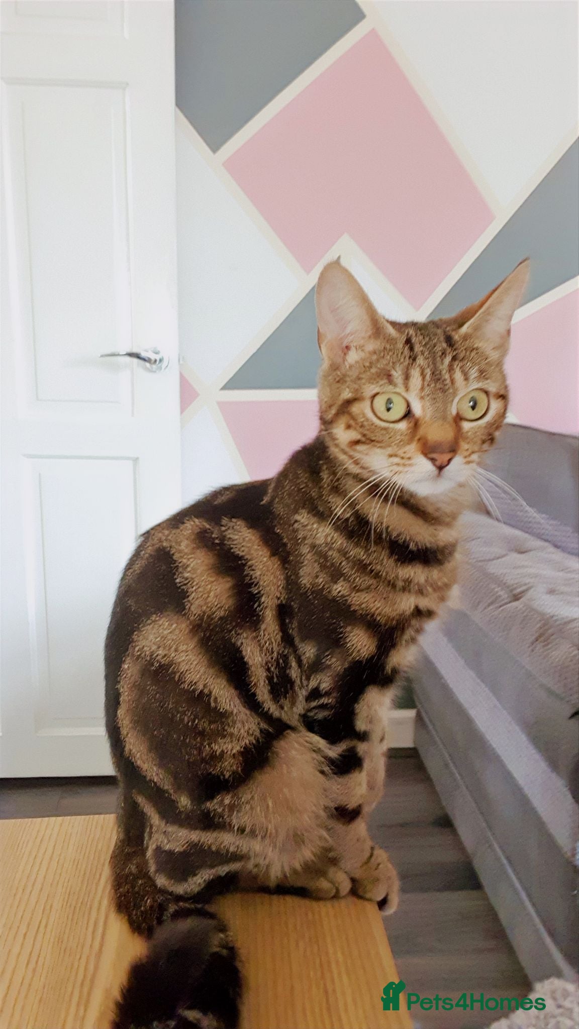 Mixed Breed cats Tabby female - Advert 1
