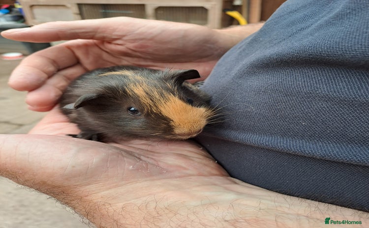 Guinea Pig rodents - Advert 1