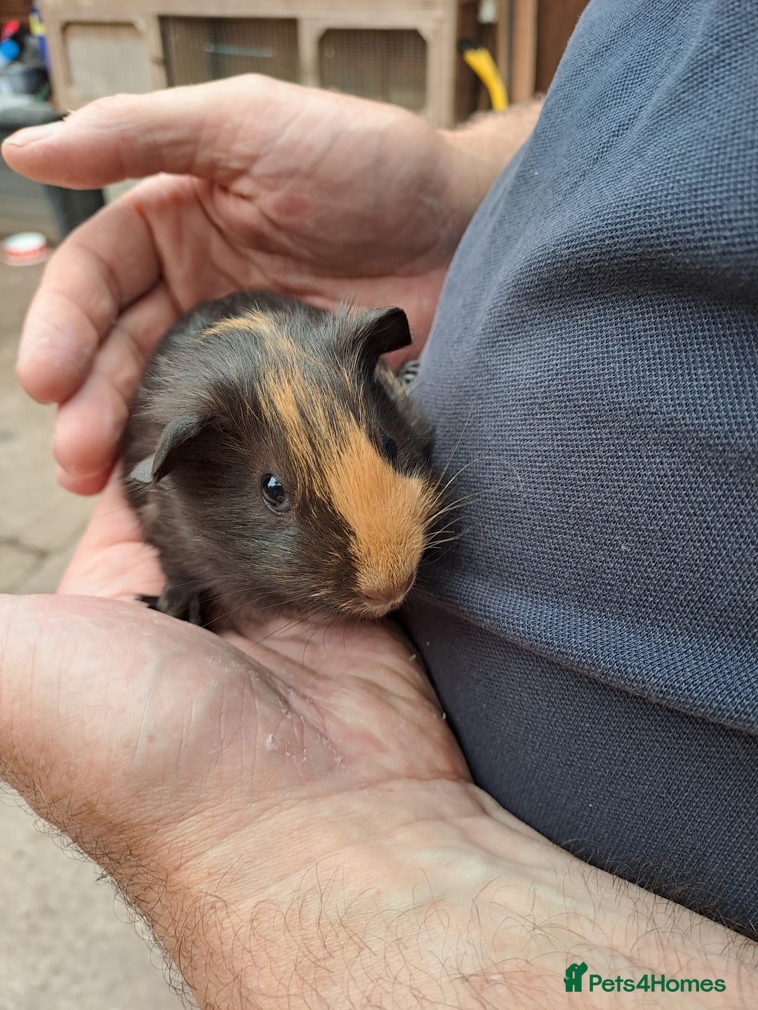 Guinea Pig rodents for sale: Baby guinea pigs for sale  - Image 1