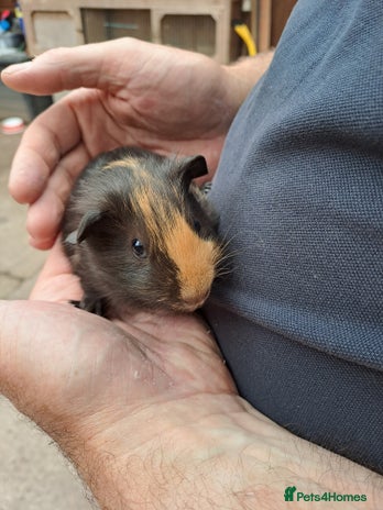 Guinea Pig rodents - Advert 6
