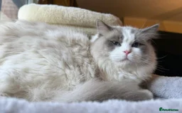 Ragdoll cats for sale: Sweet TICA Ragdoll Male - Image 3