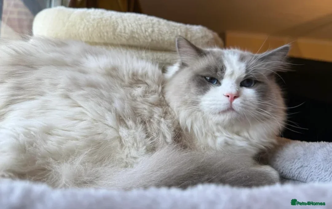 Ragdoll cats for sale: Sweet TICA Ragdoll Male - Image 3
