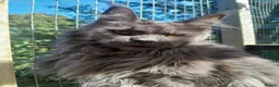 Maine Coon cats for sale: solid blue maine coon girl TICA 3 pedigree - Advert 6