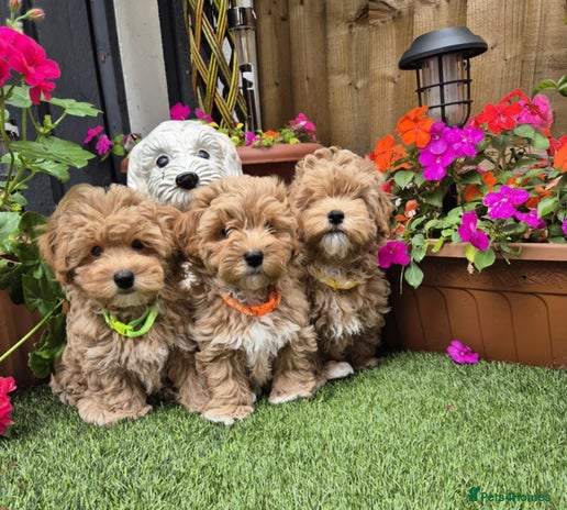 Maltipoo dogs - Advert 1