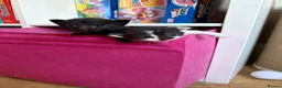 Mixed Breed cats for sale: *ready to leave* Beautiful part ragdoll kittens  - Advert 31