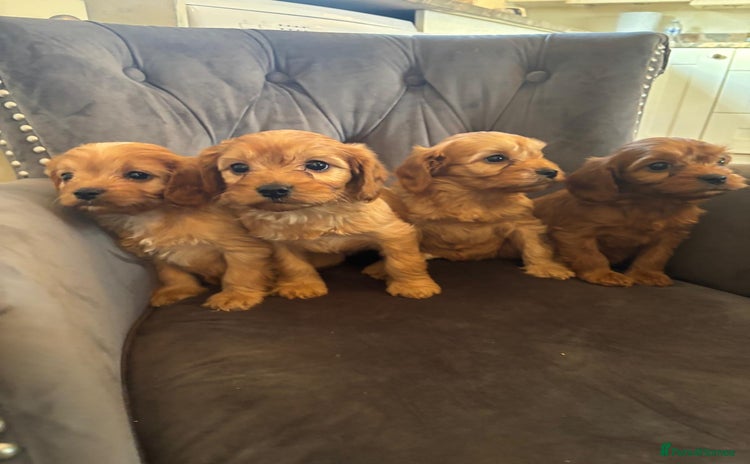 Cavapoo dogs LICENSED BREEDER QUALITY HEALTH TESTED CAVAPOOS  - Advert 1