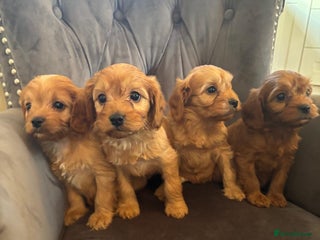 Cavapoo dogs LICENSED BREEDER QUALITY HEALTH TESTED CAVAPOOS - Advert 10